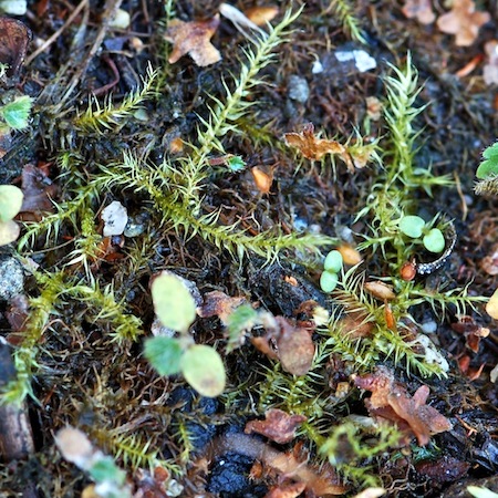 amblystegium radicale