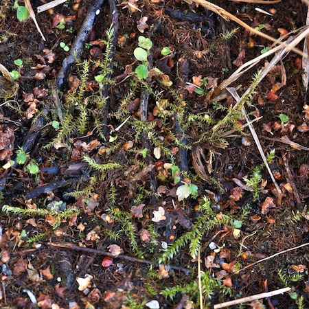 amblystegium radicale