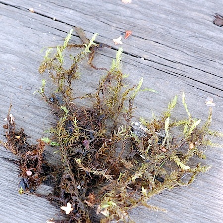 amblystegium radicale