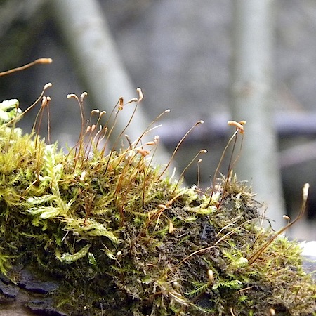 amblystegium serpens