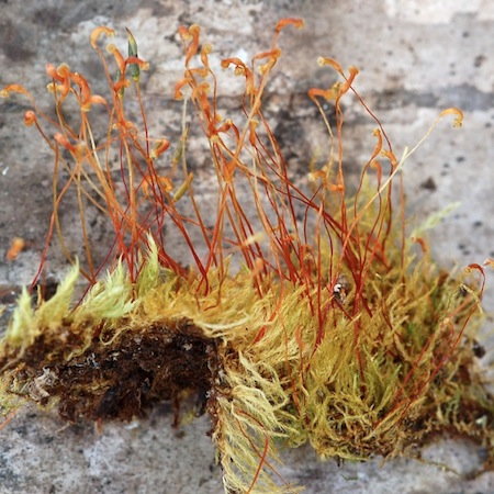 amblystegium serpens