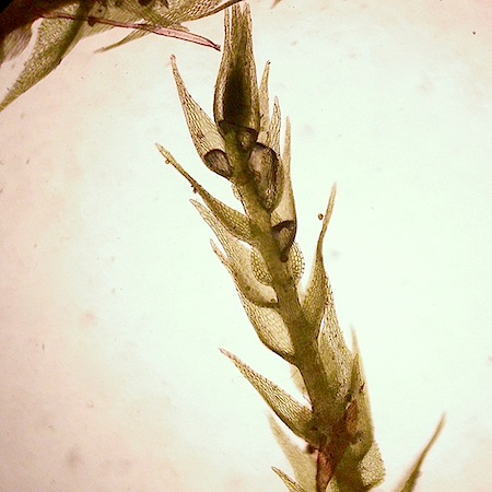 amblystegium serpens