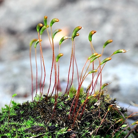 amblystegium serpens