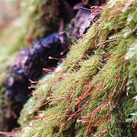 Pseudoamblystegium subtile