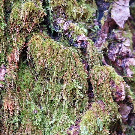 Pseudoamblystegium subtile