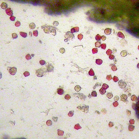 anastrophyllum hellerianum