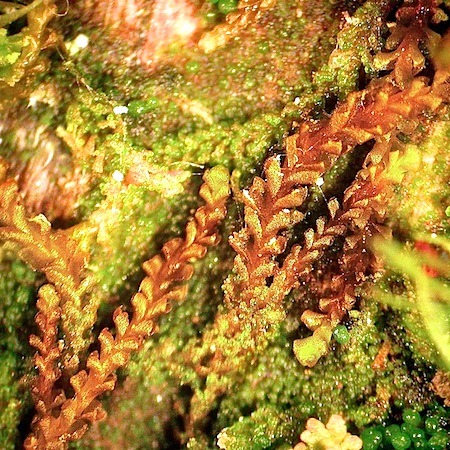 anastrophyllum hellerianum