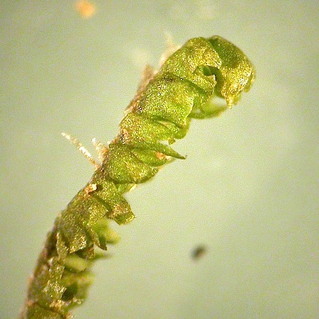 anastrophyllum michauxii