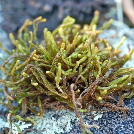 anastrophyllum saxicola