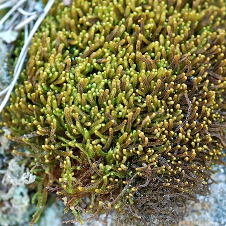 anastrophyllum saxicola