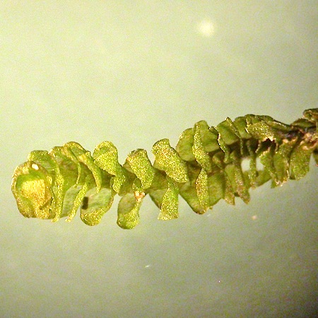 anastrophyllum saxicola