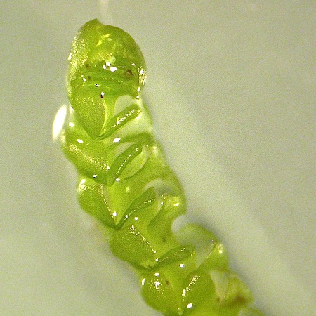 anastrophyllum saxicola