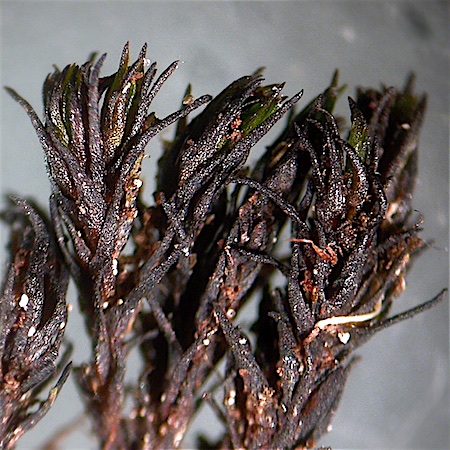 Andreaea crassinervia