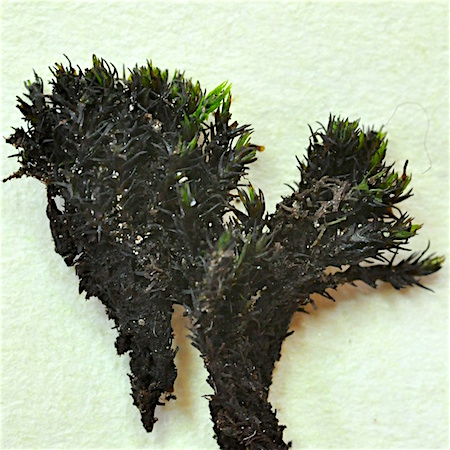 Andreaea crassinervia