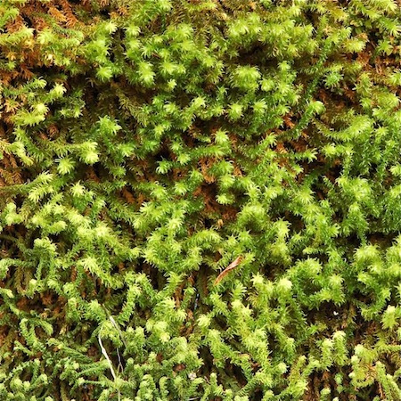 anomodon viticulosum