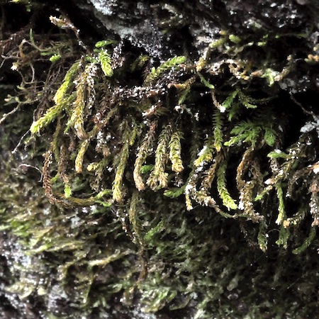 Anomodon viticulosum