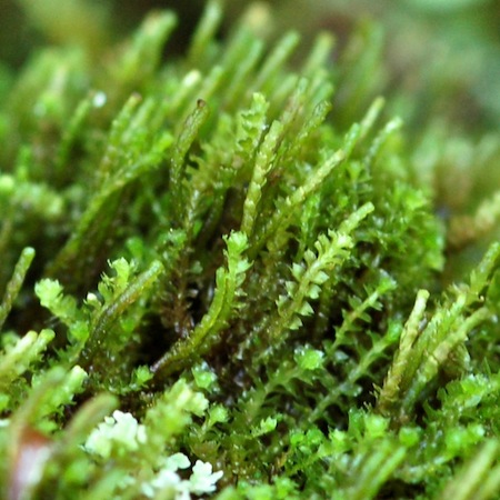 barbilophozia attenuata