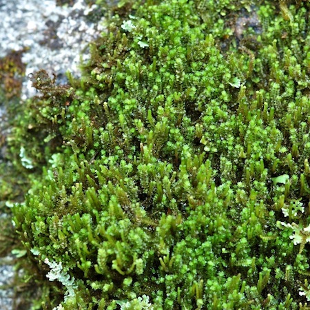 barbilophozia attenuata