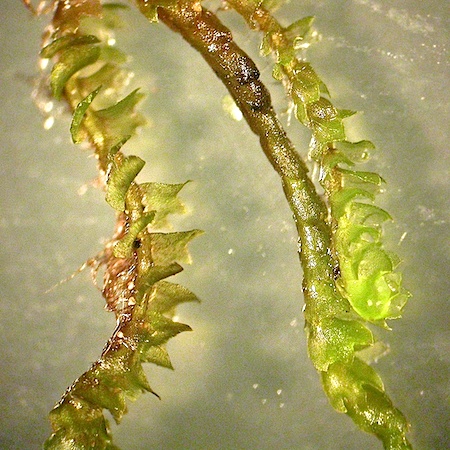 Barbilophozia attenuata