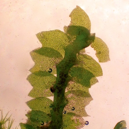 Barbilophozia attenuata