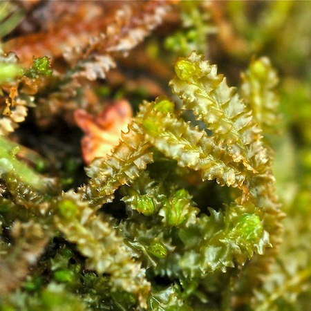 barbilophozia barbata