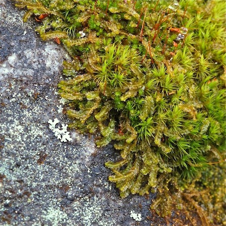 barbilophozia barbata