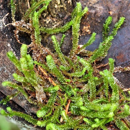 barbilophozia lycopodioides