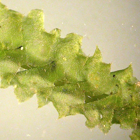 barbilophozia lycopodioides