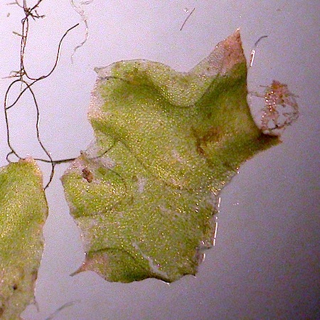 barbilophozia lycopodioides