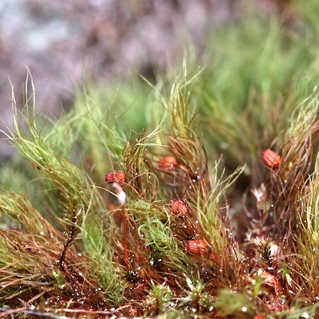 bartramia halleriana