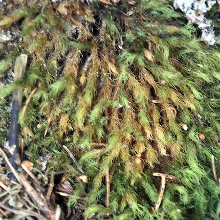 Bartramia halleriana