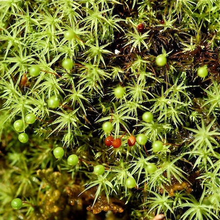 bartramia pomiformis