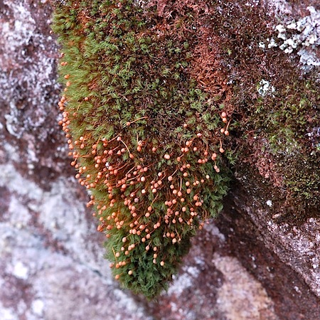 bartramia pomiformis