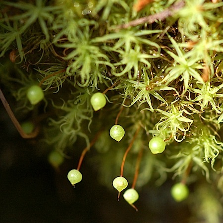 bartramia pomiformis