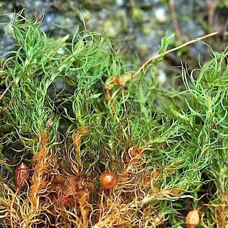 bartramia pomiformis