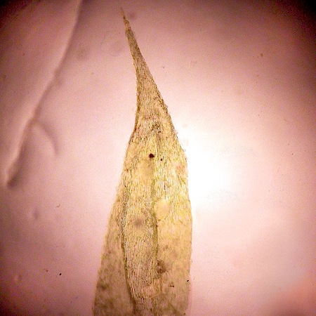 brachythecium mildeanum