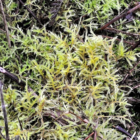 brachythecium mildeanum