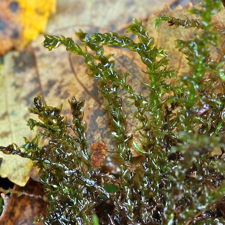 brachythecium rivulare