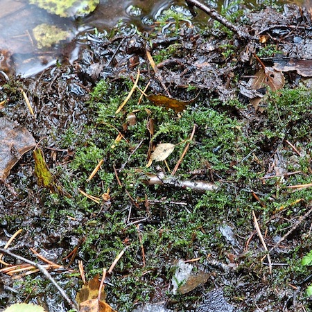 brachythecium rivulare