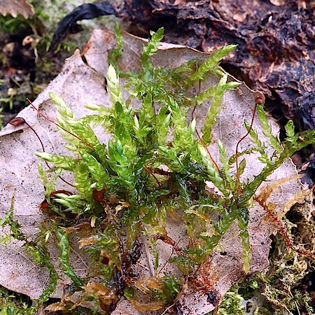 brachythecium rivulare