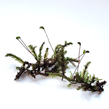 Brachythecium rivulare