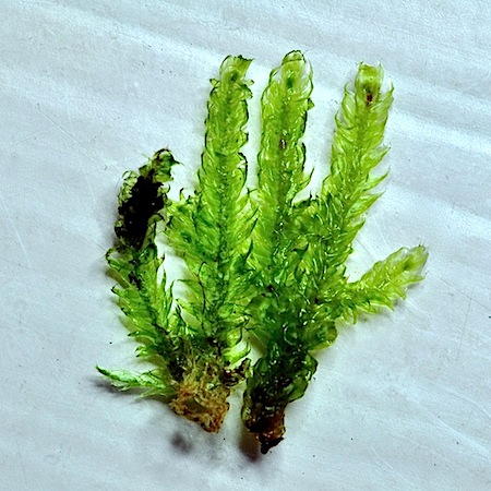 breidleria pratensis