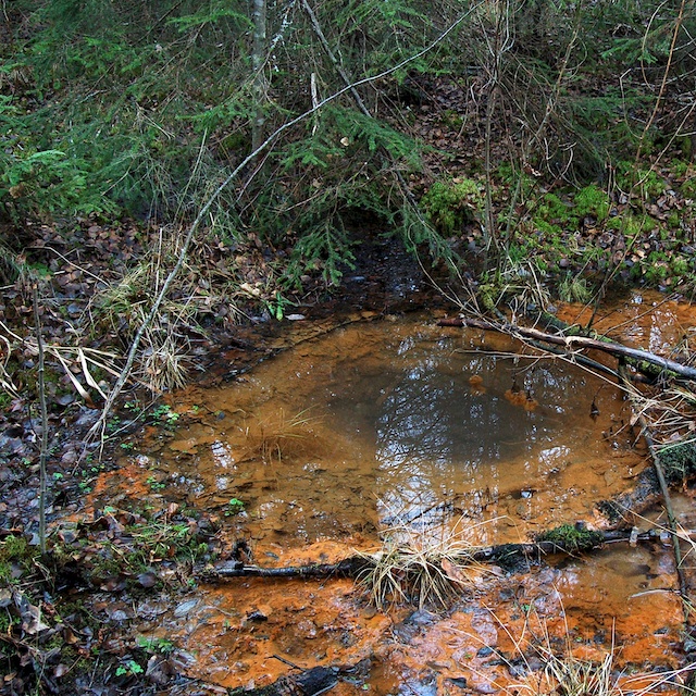 breidleria pratensis