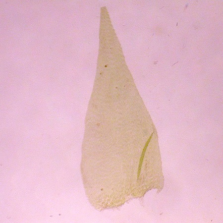 breidleria pratensis