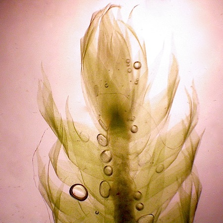 breidleria pratensis