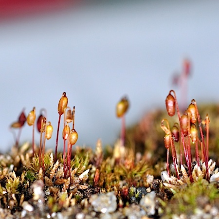 Bryum argenteum