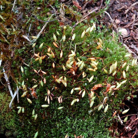 Ptychostomum capillare