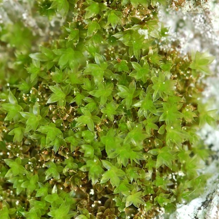 Ptychostomum moravicum