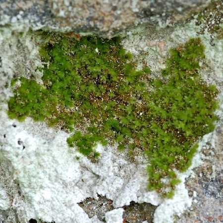 Ptychostomum moravicum