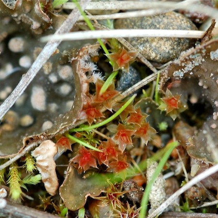 bryum pallens